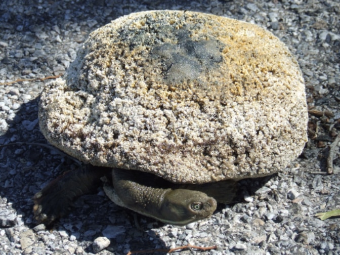 A turtle with tubeworms covering its shell