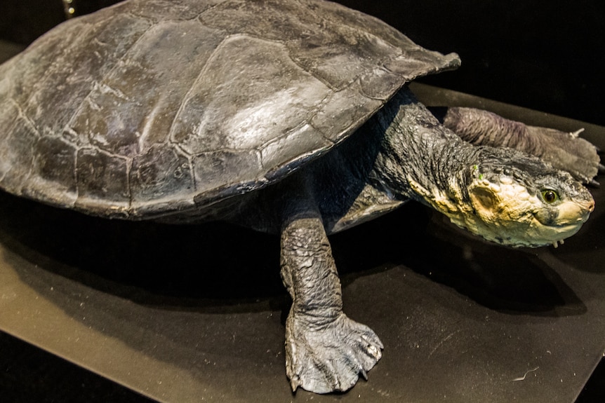 Large, white-throated turtle resting on a flat surface.
