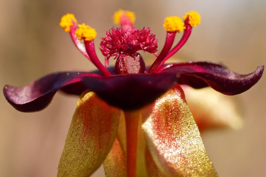 A striking yellow and red flower.