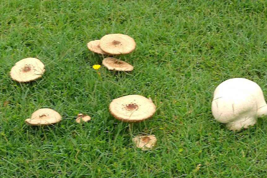 A cluster of eight flat beige mushrooms sprouting from lush green grass next to larger white dome shaped mushroom