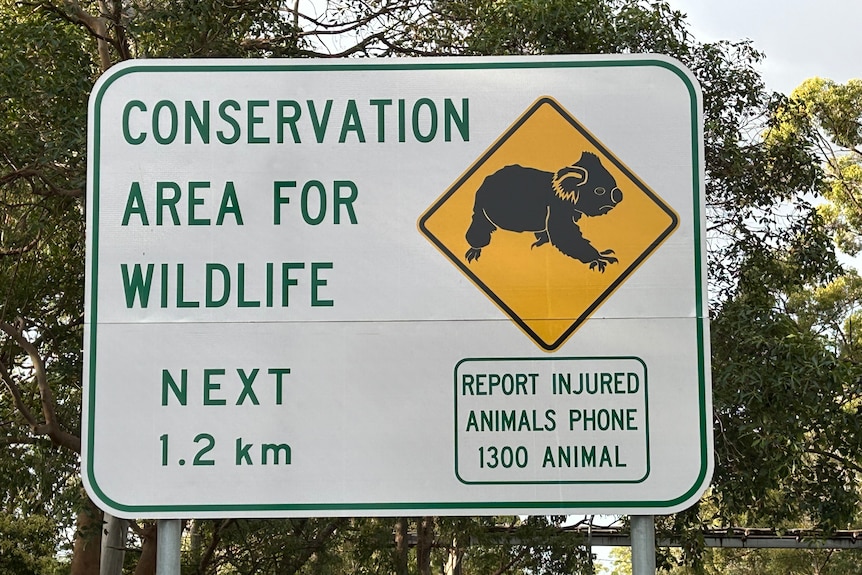 A white sign with green text, featuring a picture of a koala and a reminder to drivers to report injured animals in the area.