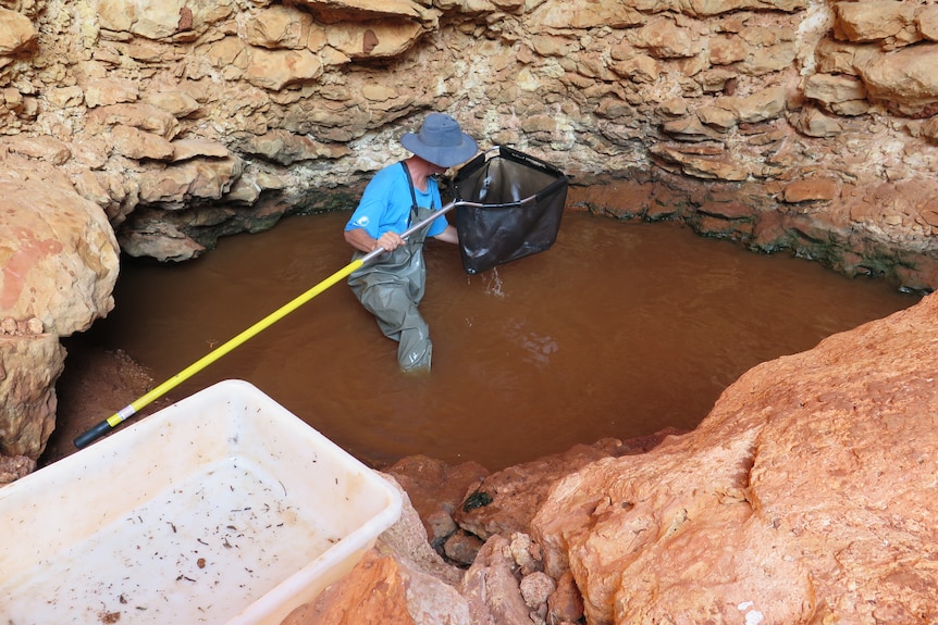 A scientist in waders stands in brown cave water with a large pole net to examine fish they have scooped.