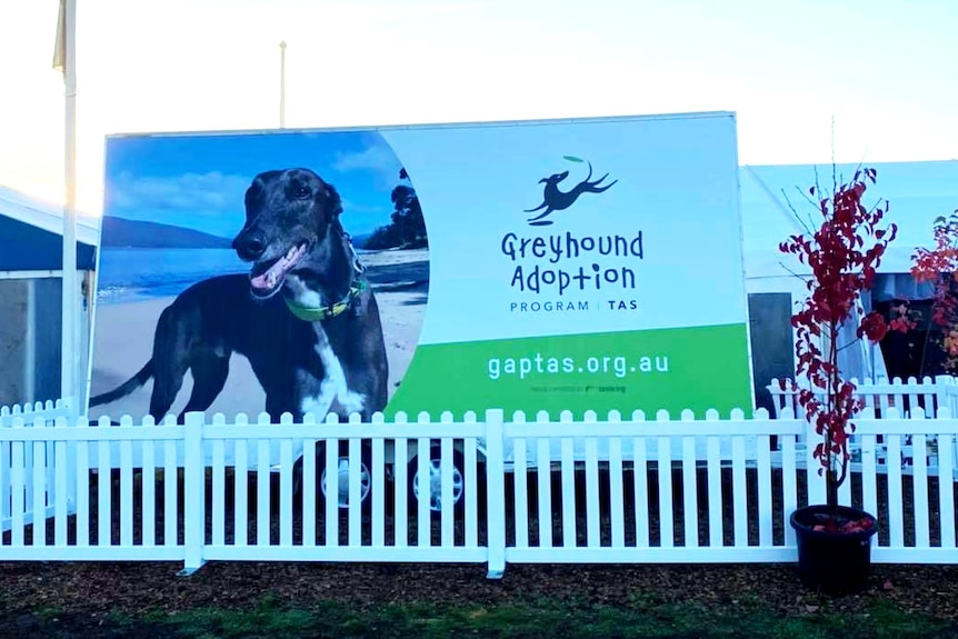 GAPTasmania is not-for-profit organisation working to rehome greyhounds. 