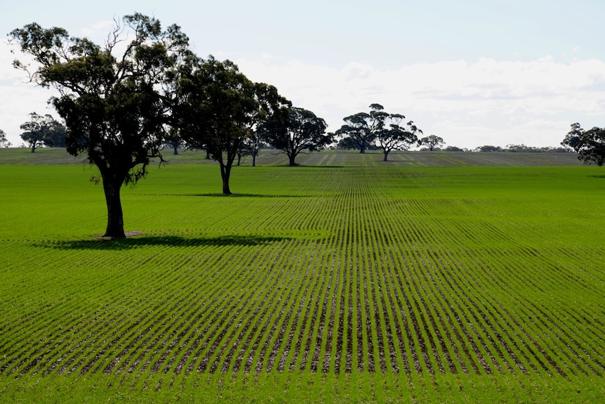 A shot of a farm in the Wimmera.