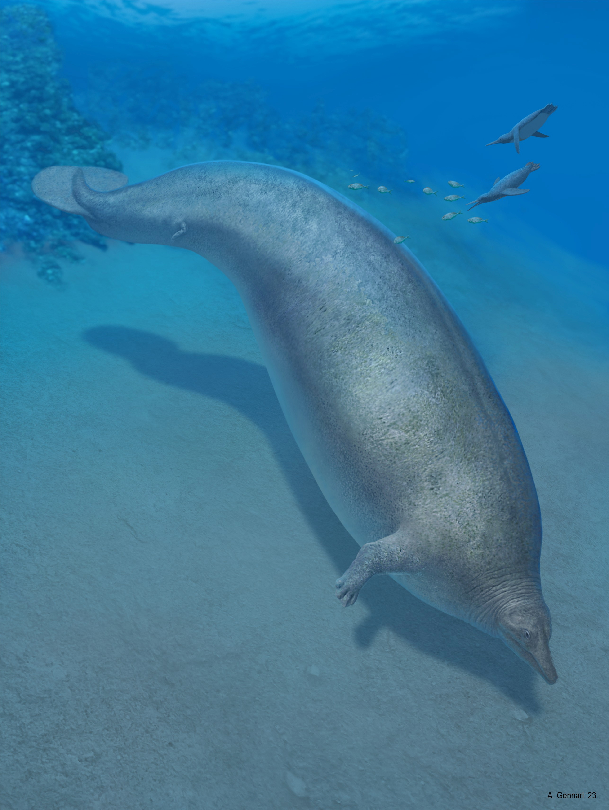 a marine mammal built somewhat like a manatee under the water casting a shadow on the ocean floor