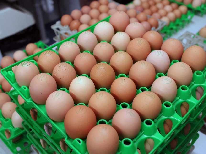 Egg prices