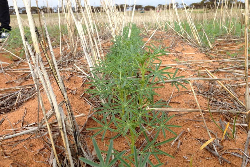 Lupins are doing well in the Lowbank trail