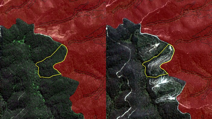 Before and after satellite images showing logging at Boomtown coupe in West Gippsland