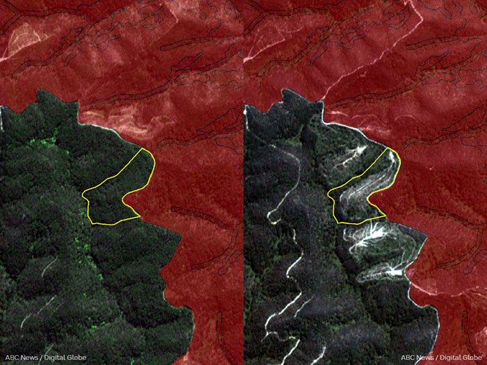 Before and after satellite images showing logging at Boomtown coupe in West Gippsland