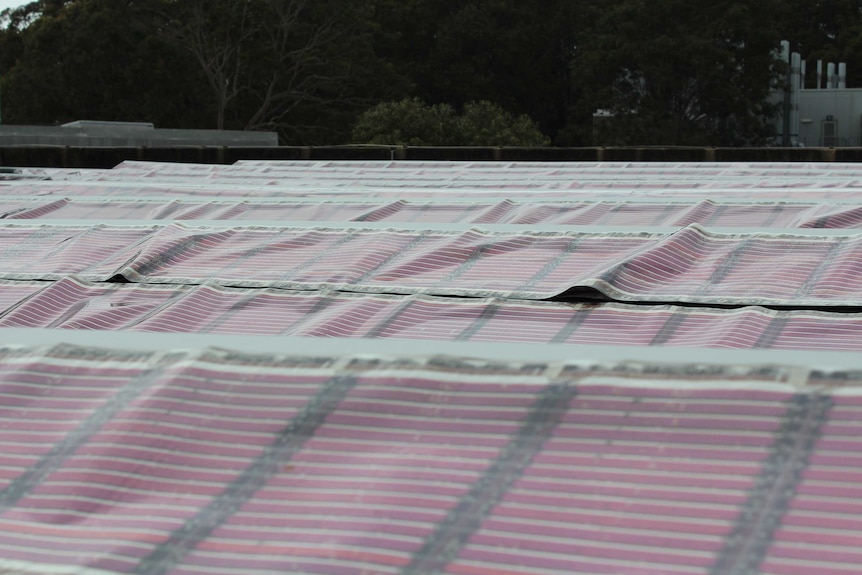 Printed solar panels on the roof of a building at the University of Newcastle.