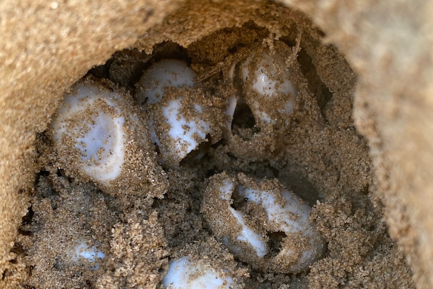 Five eggs in a sandy burrow with single holes punctured in their shells