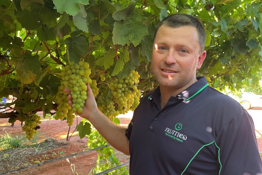 Un hombre mirando a la cámara, sosteniendo un racimo de uvas verdes en un viñedo.