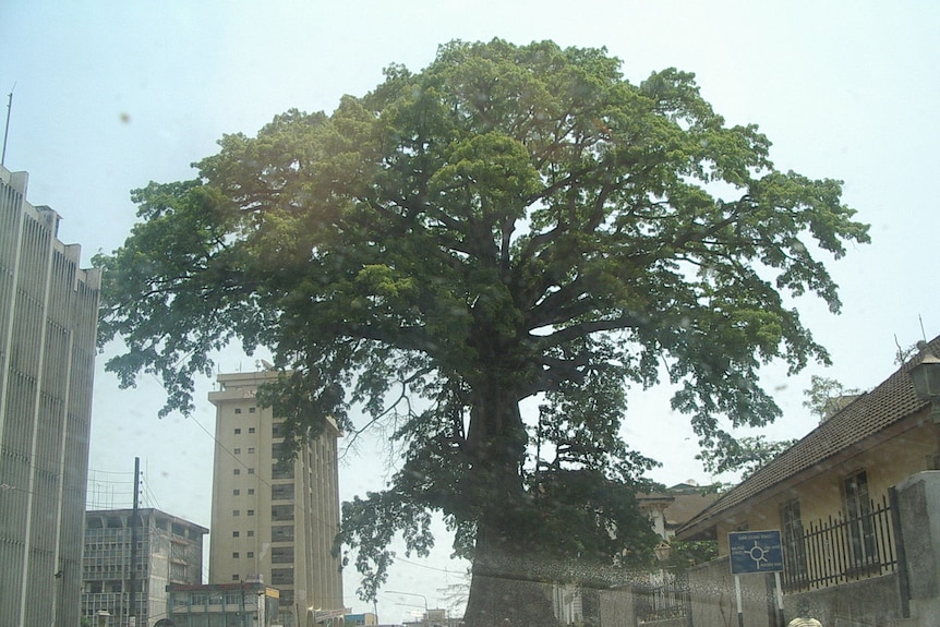A large tropical tree towers over a busy street in an African city.