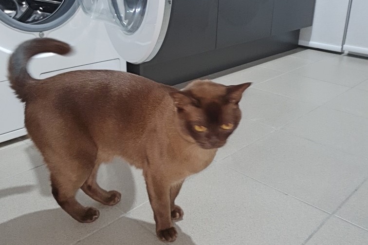A brown Burmese cat stands in front of a front loader washing machine with its door open.
