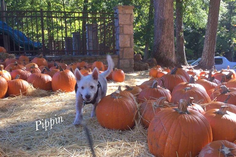 Pippin's first Thanksgiving