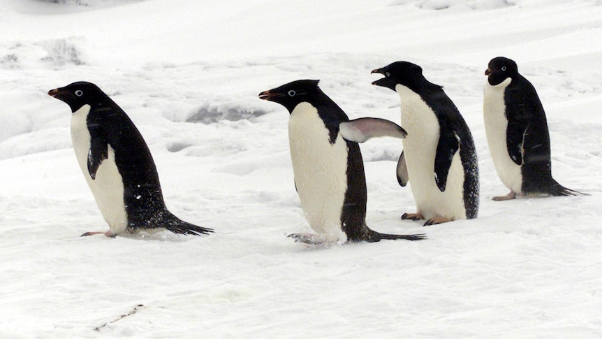 Adelie penguins make way to the water in the Cape Evans region of Antarctica