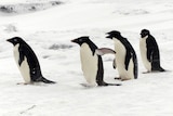 Adelie penguins make way to the water in the Cape Evans region of Antarctica