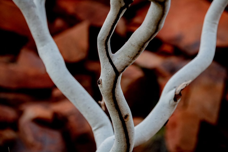 A tree with pale grey bark against a red rock background.