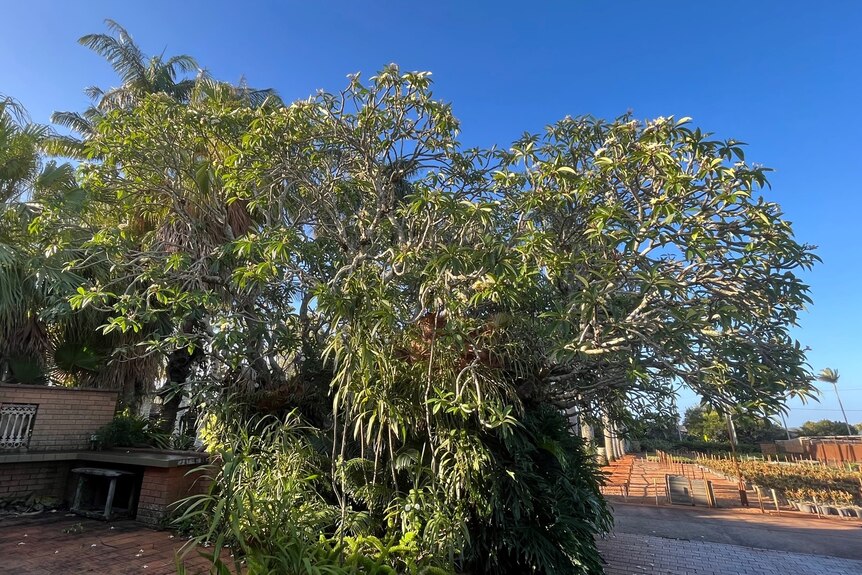 A very large frangipani tree up to 15 metres wide sits amongst brick pavers with its base covered in by other plants