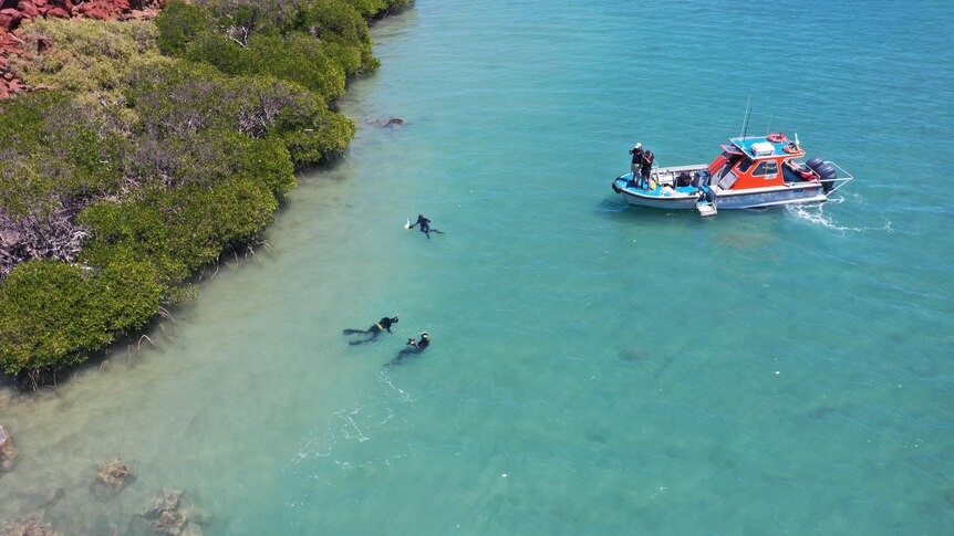 A boat floats near four divers swimming in the inter-tidal zone, with mangroves to the left of frame. 