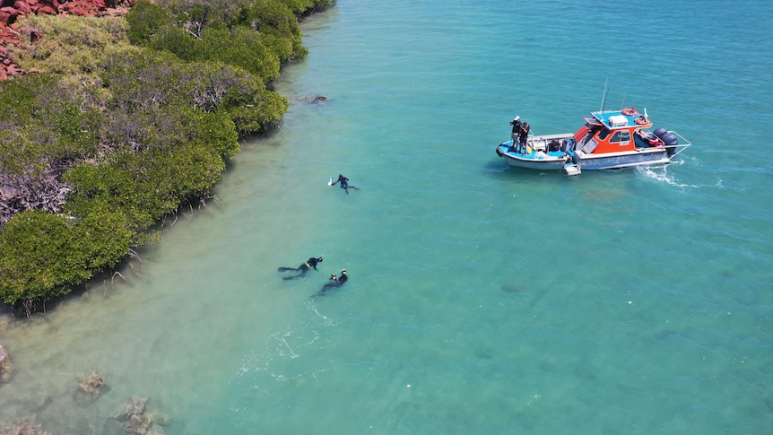 A boat floats near four divers swimming in the inter-tidal zone, with mangroves to the left of frame. 