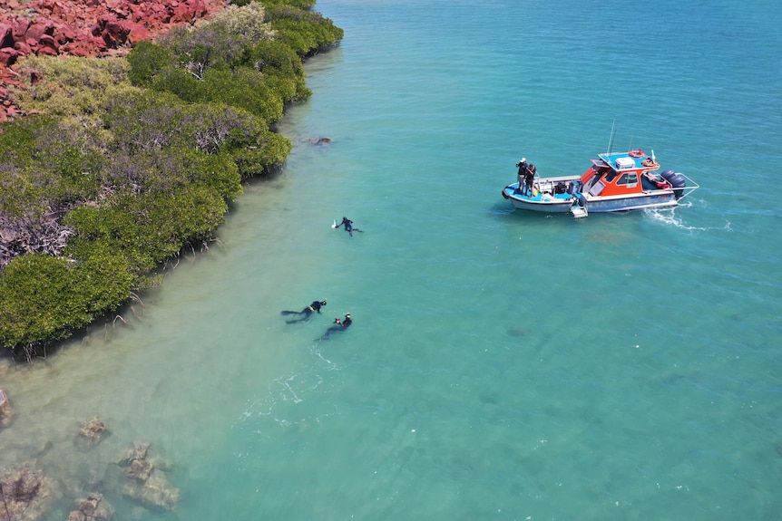 A boat and four divers swimming in the ocean, with mangroves to the left of frame. 