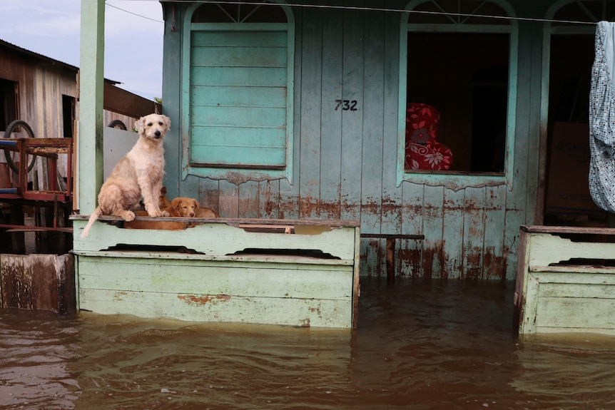 Two dogs stand out on a porch as floodwaters rise outside the house.