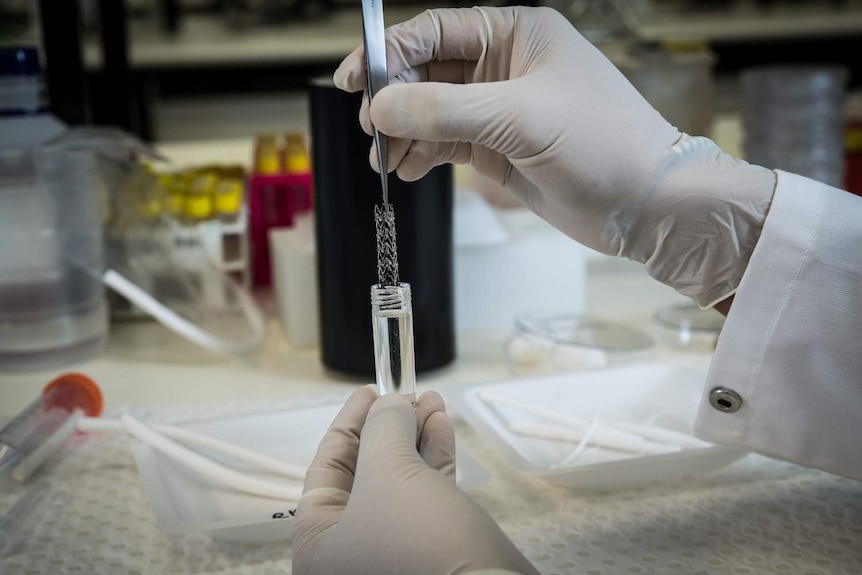 Dr Richard Tan Post doctoral Scientist putting a Stainless Steel Stent into a solution of Human Cytokine called Interleukin-4