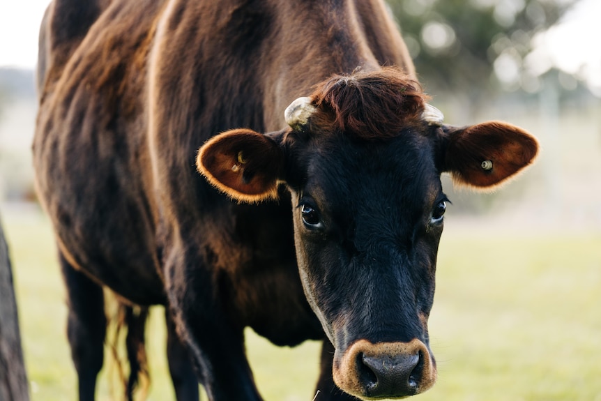 A dark brown cow looks up while standing in a green grass field 