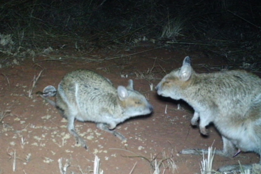 A pair of wallabies 