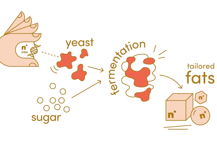 Infographic showing steps to ferment tailored fats. 