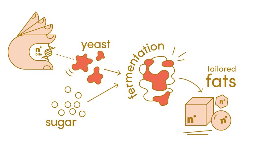Infographic showing steps to ferment tailored fats. 