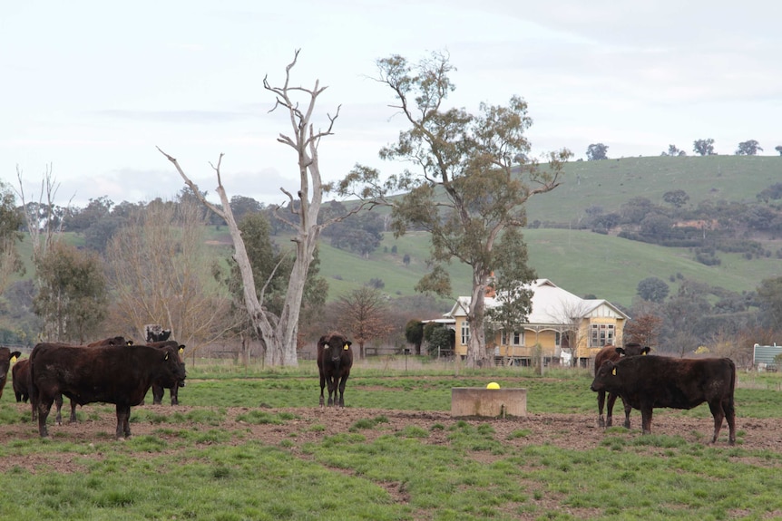 David Blackmore's Wagyu beef property