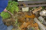 Orange water in a drain at a Rosebery home, Tasmania.