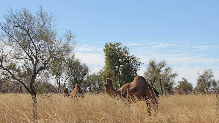 two camels in tall grass in central australia.