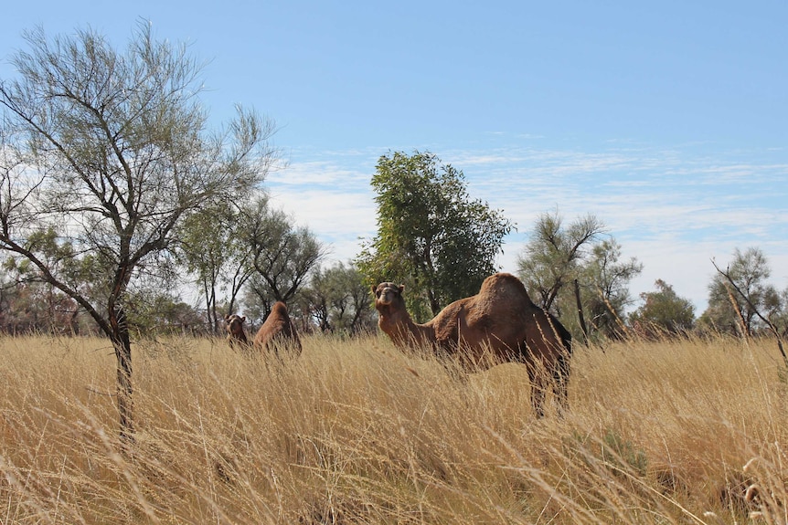 two camels in tall grass in central australia.