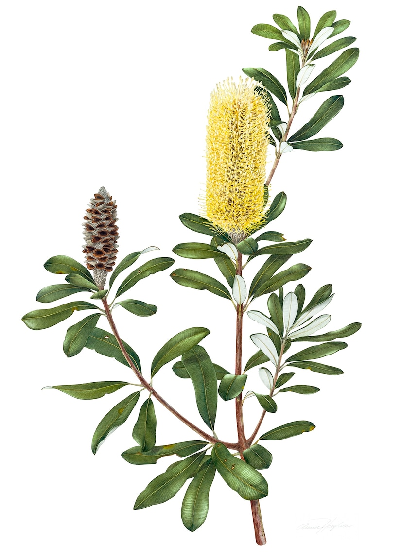 A painting of a yellow banksia flower and seed pod.