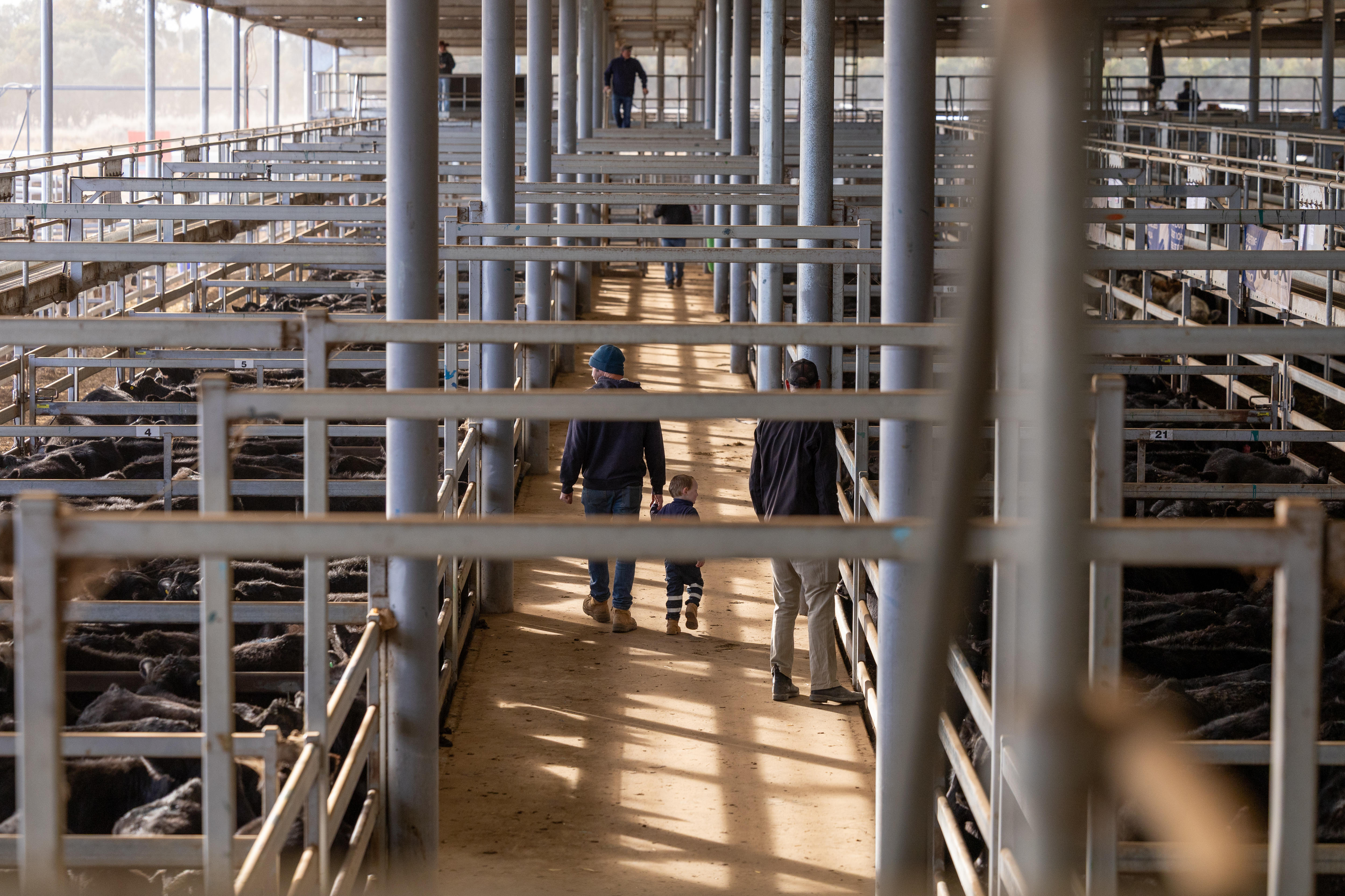 People walking along rows of cattle in pens at the Wodonga livestock saleyards. 