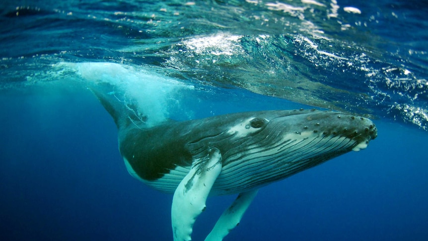 A humpback whale swimming.