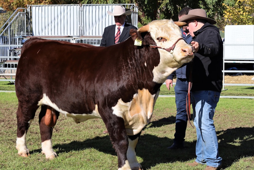 Hereford bull 