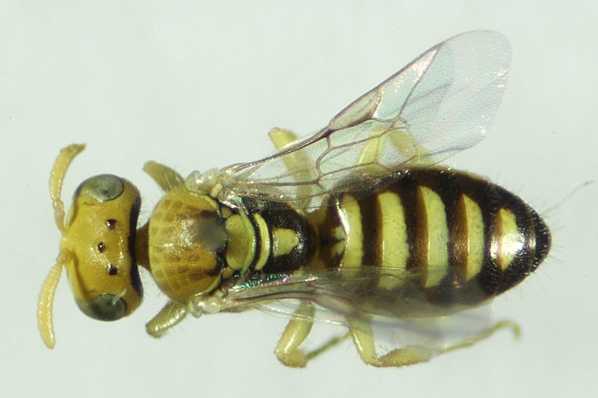 Photo of bee specimen Euryglossula scalaris