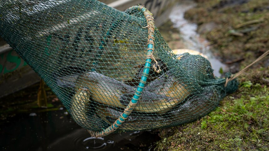 eels in a net.