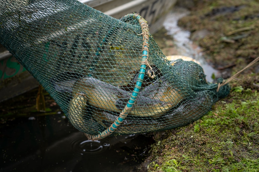 eels in a net.