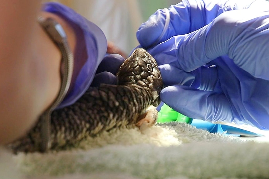 Surgery is performed on a bobtail lizard