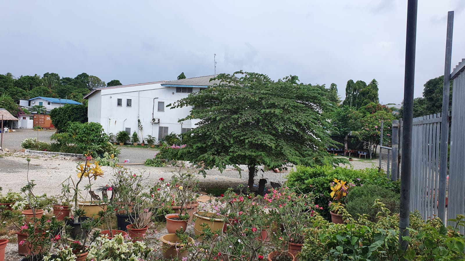Two buildings in the background with a tree and several pot plants in the foreground of a fenced off property.