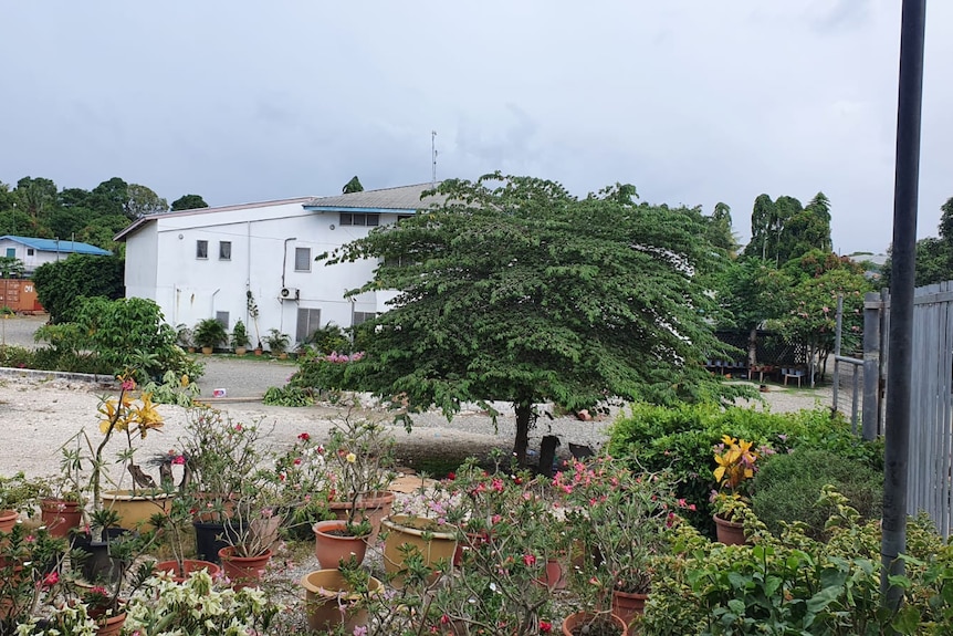 Two buildings in the background with a tree and several pot plants in the foreground of a fenced off property.