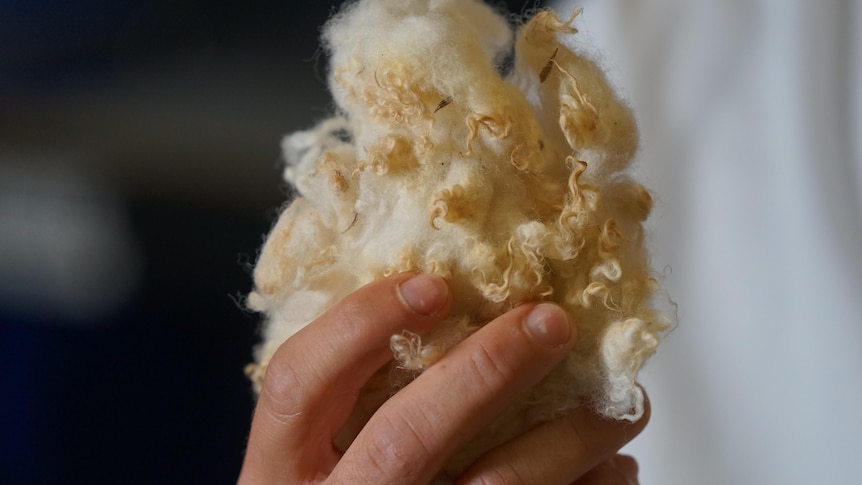 Photo of wool being held up