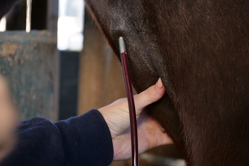 A needle is injected into a horses neck to draw blood.