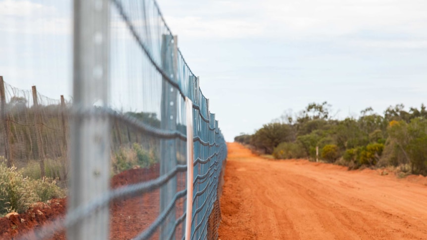 A link fence stretches into the distance beside a red-dirt track and low scrub.