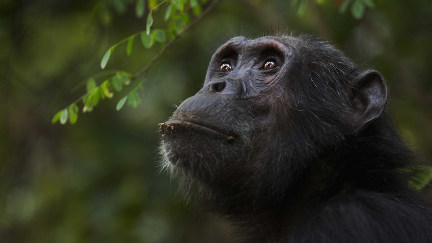 Eastern chimpanzee male 'Pax' portrait
